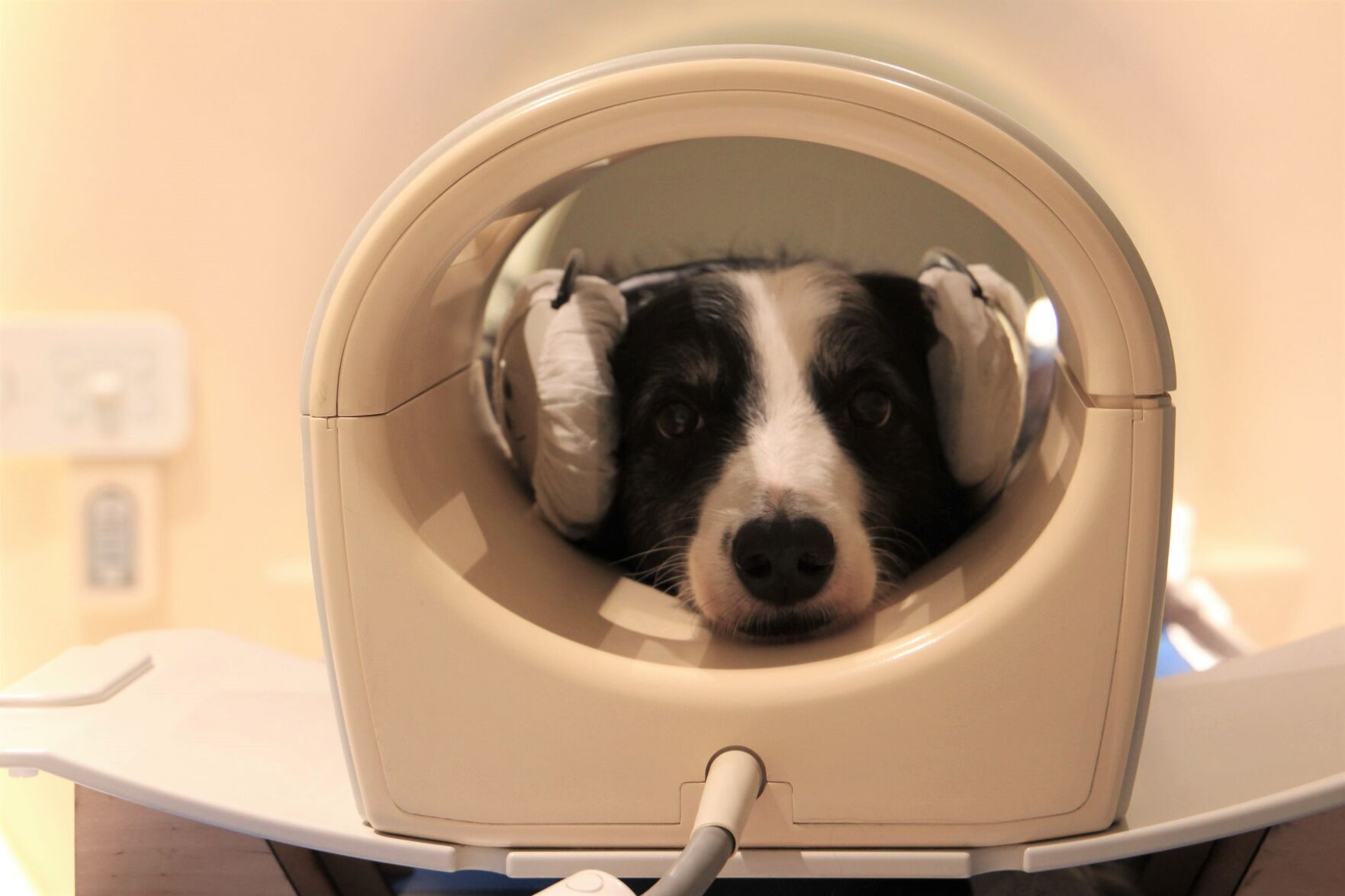 Dog brain scan